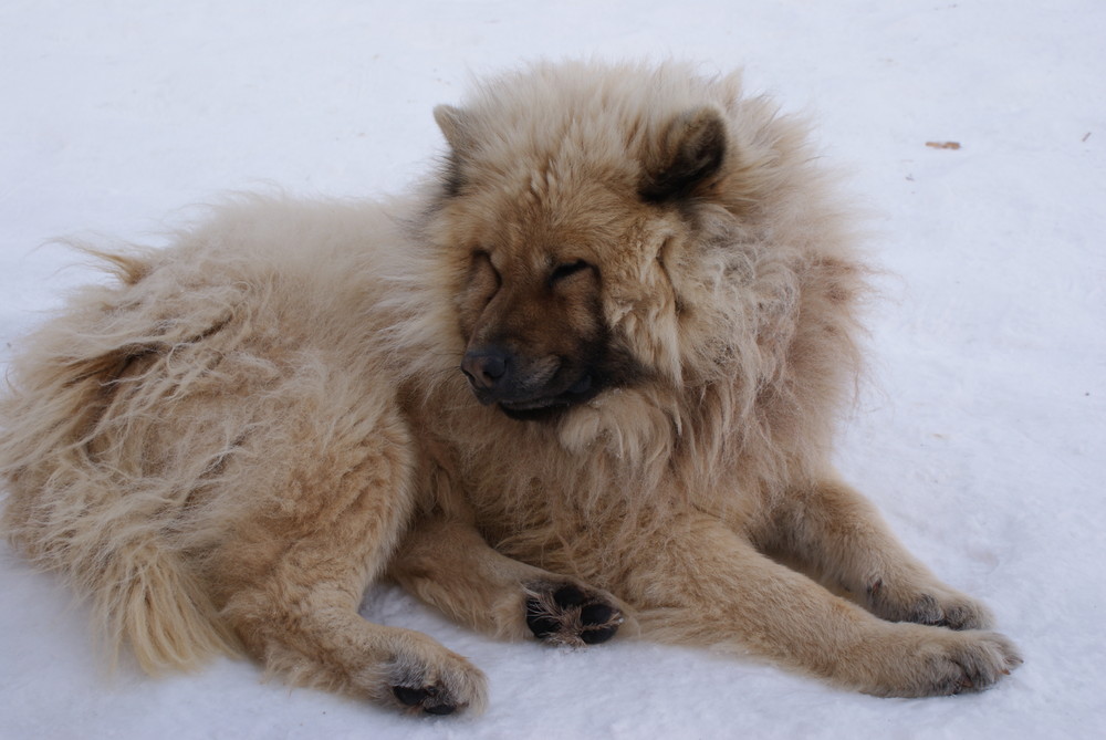 chien de traineau du parc polaire (chaux neuve)