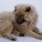 chien de traineau du parc polaire (chaux neuve)