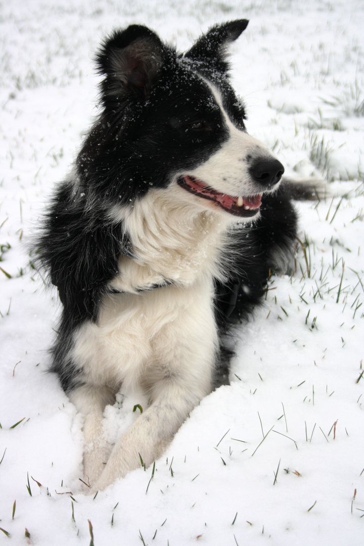 Chien des neiges ?