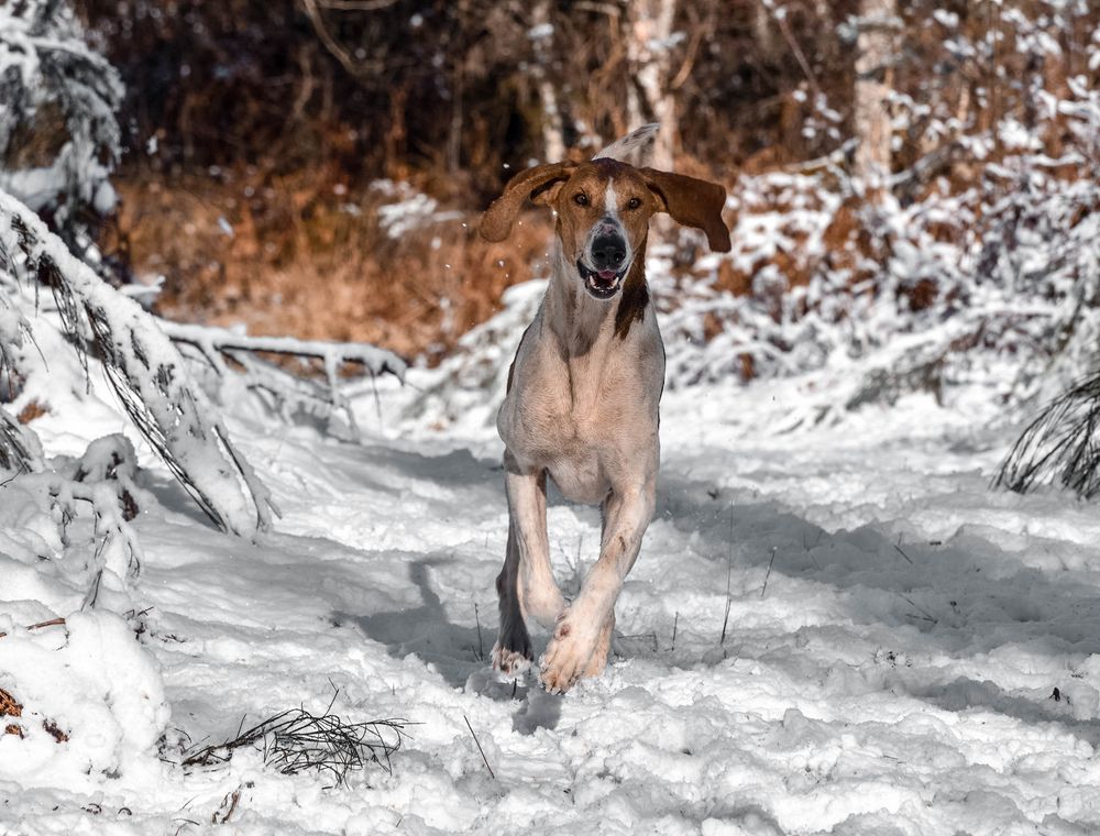 Chien en action de chasse sur la neige 