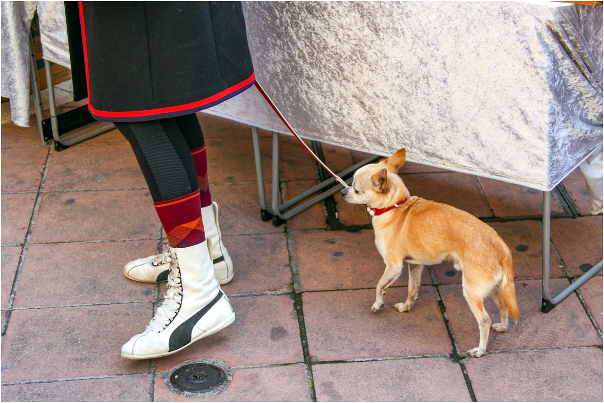 chien et chaussures 