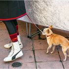 chien et chaussures 