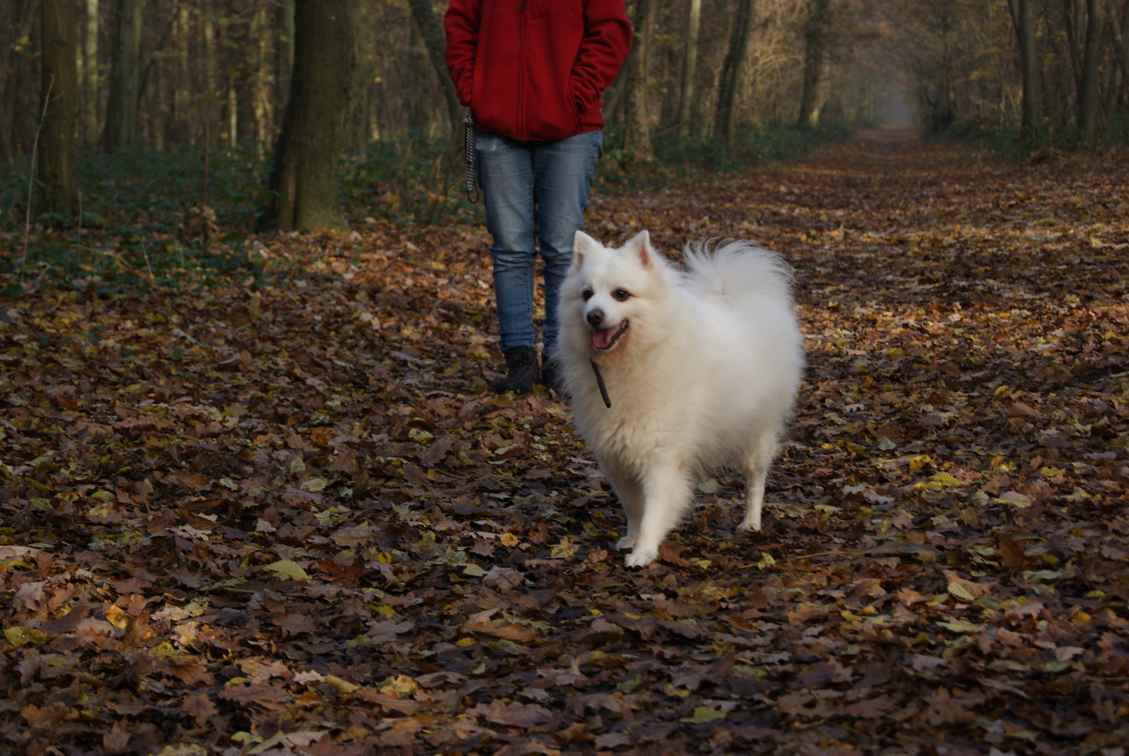 chien et sa maitresse