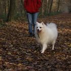 chien et sa maitresse