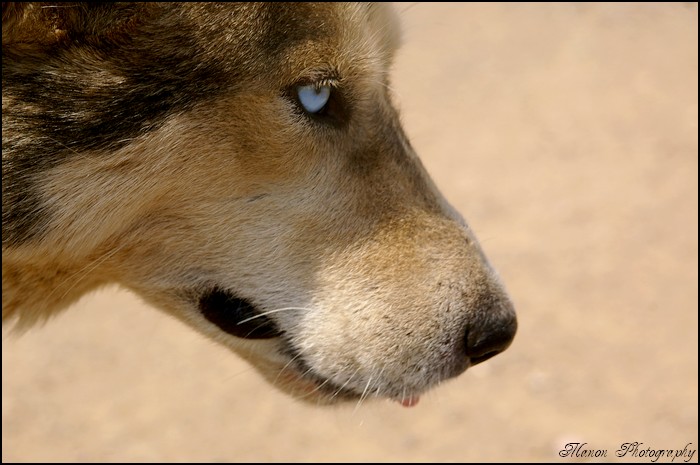 Chien husky