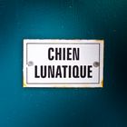 Chien lunatique