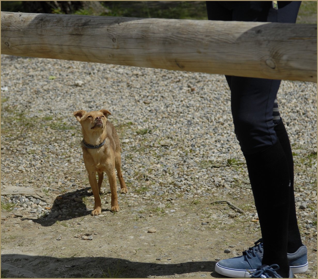 chien  mendiant