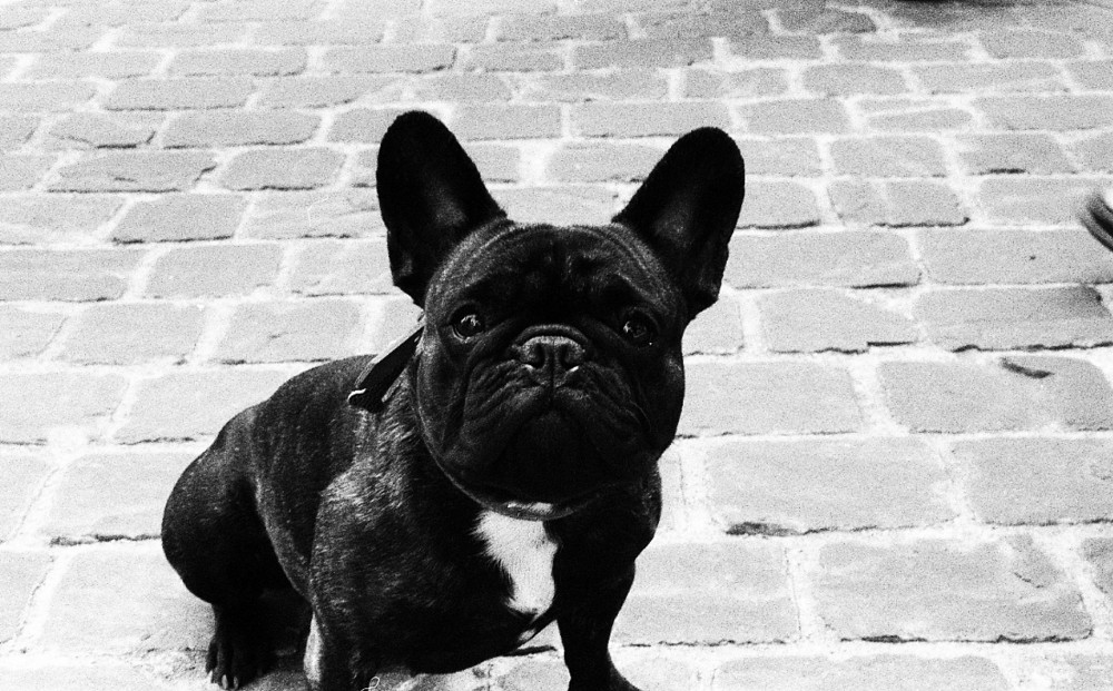 chien noir