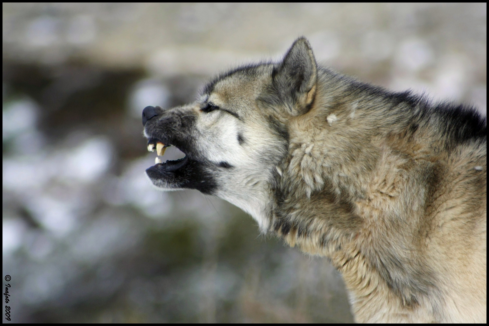 Chien ou loup?