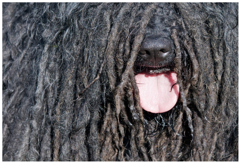 Chien Puli