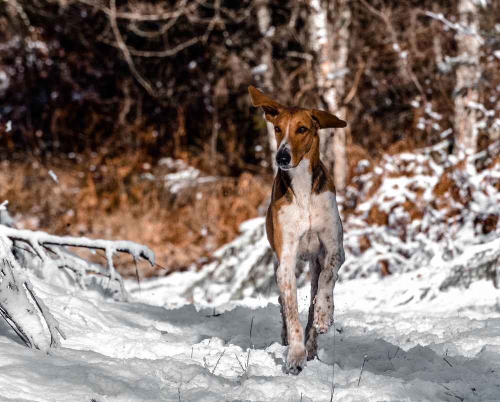 chien sur la neige 