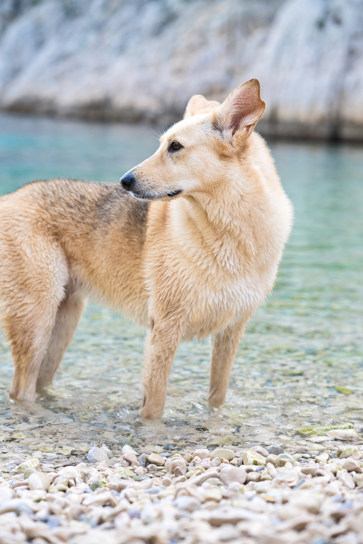 Chien sur la plage d'Envau, Calanques de Marseille