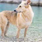 Chien sur la plage d'Envau, Calanques de Marseille