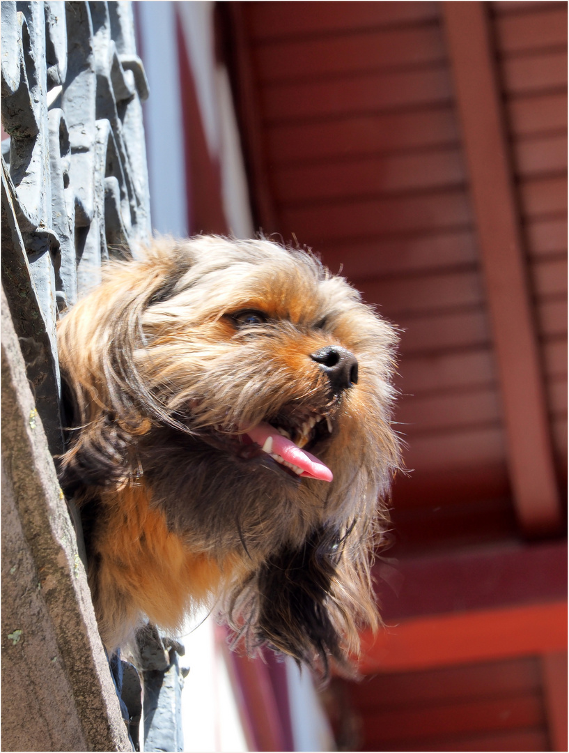 Chien vigie au balcon