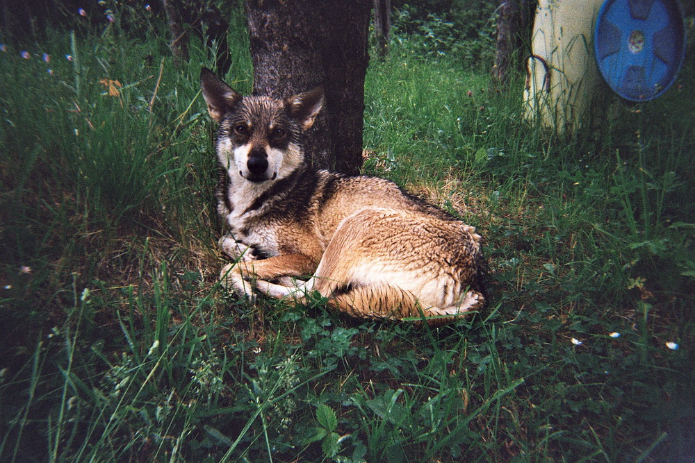 Chienne-louve bulgare