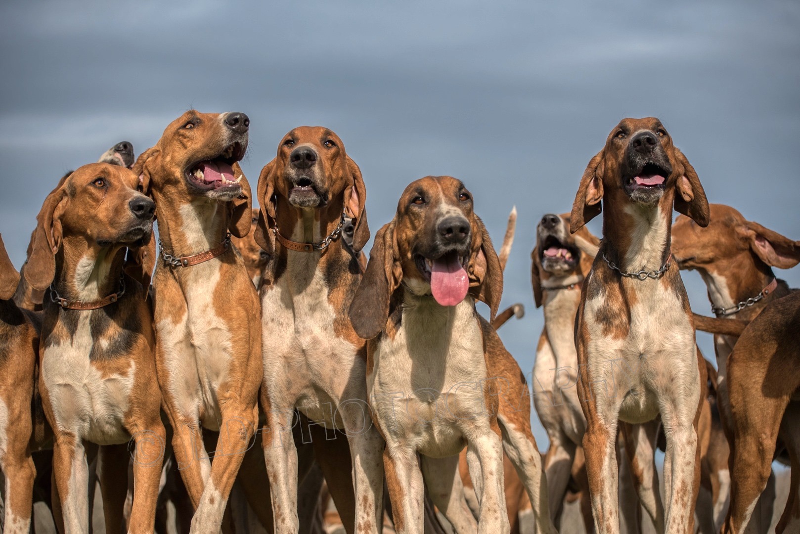 chiens aux ordres