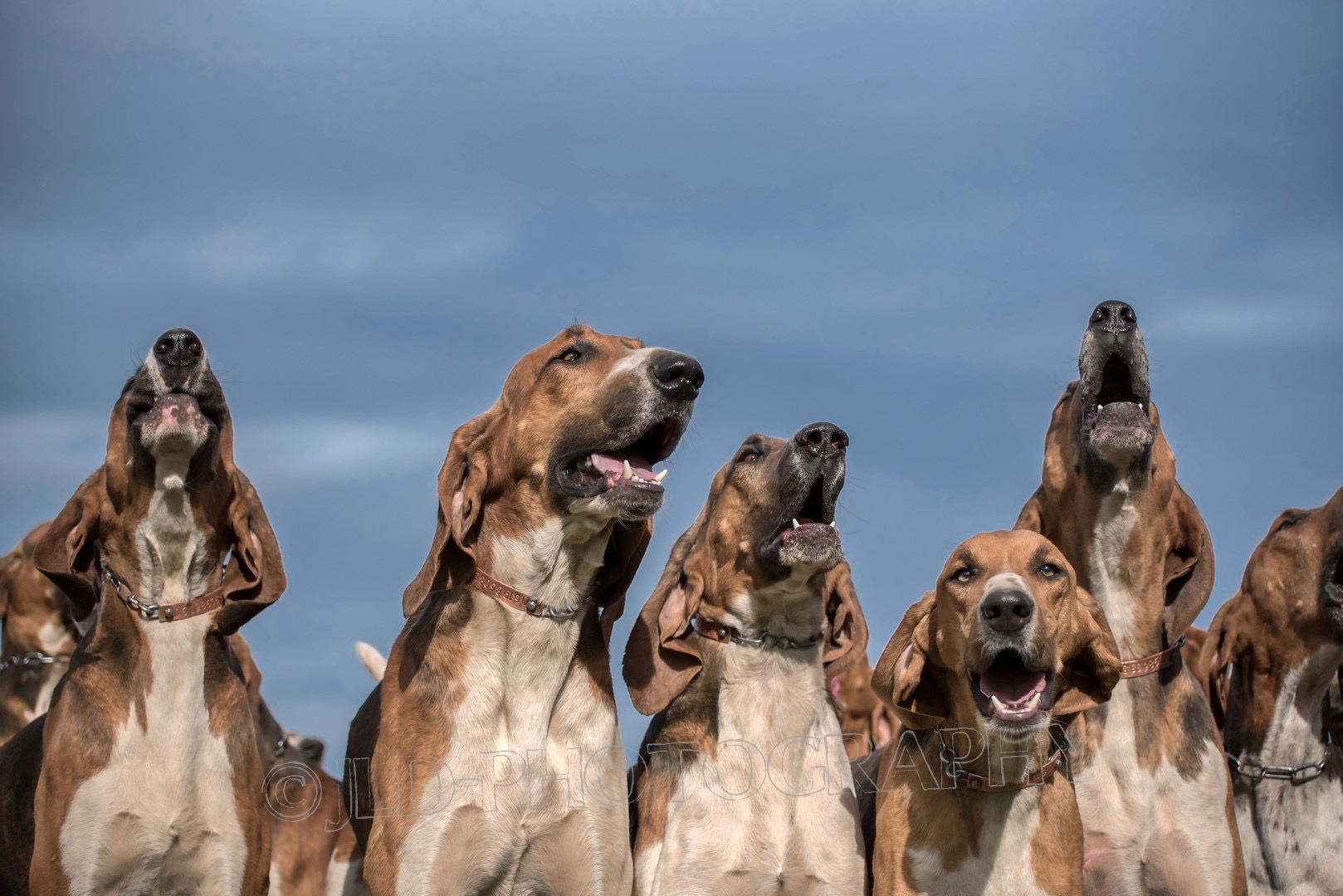 Chiens clef des champs 