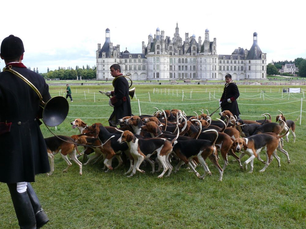 Chiens courants de vènerie