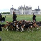 Chiens courants de vènerie