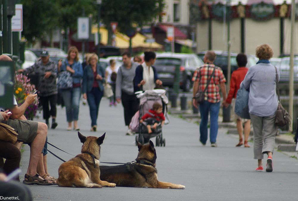 Chiens curieux