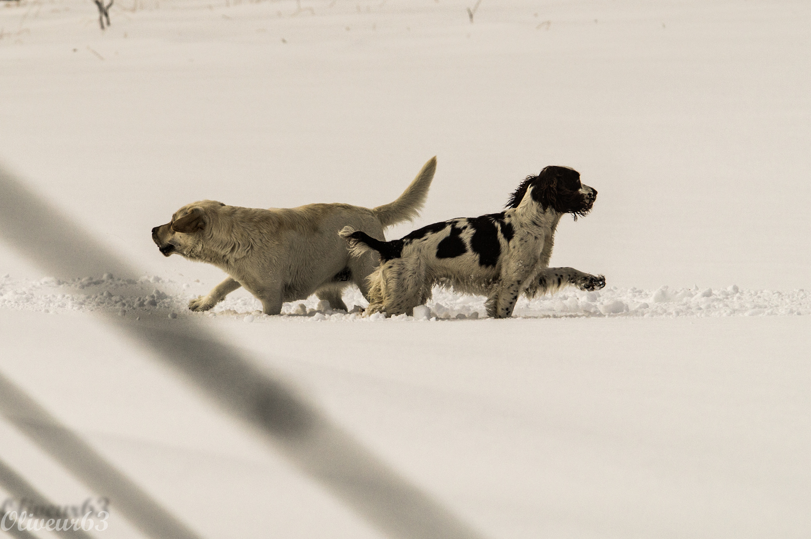 chiens dans la neige