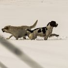 chiens dans la neige
