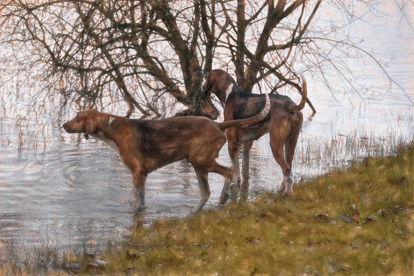 Chiens de chasse a courre 