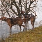 Chiens de chasse a courre 