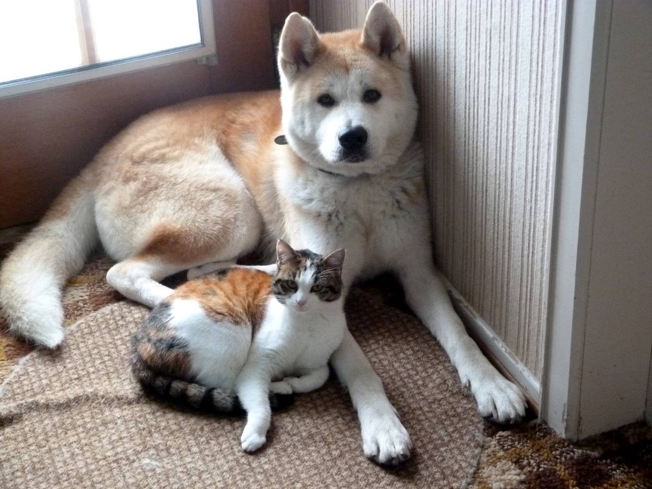 chiens et chat