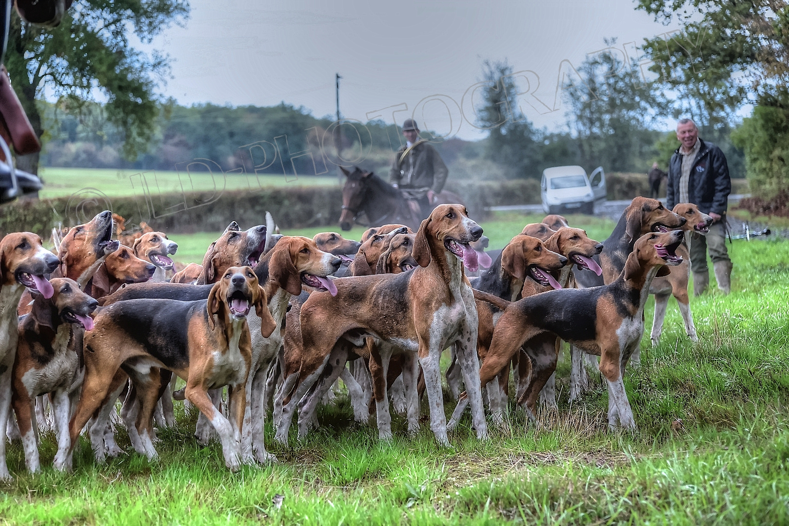 Chiens la Clef Des Champs