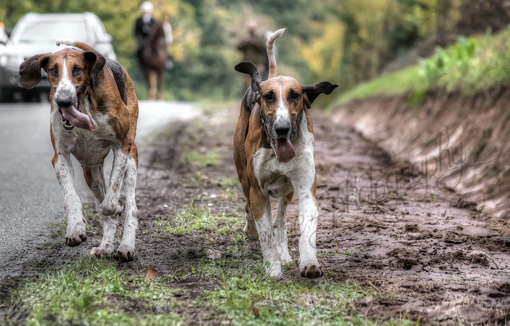 ChienS poitevin de Mr KLEBOTH