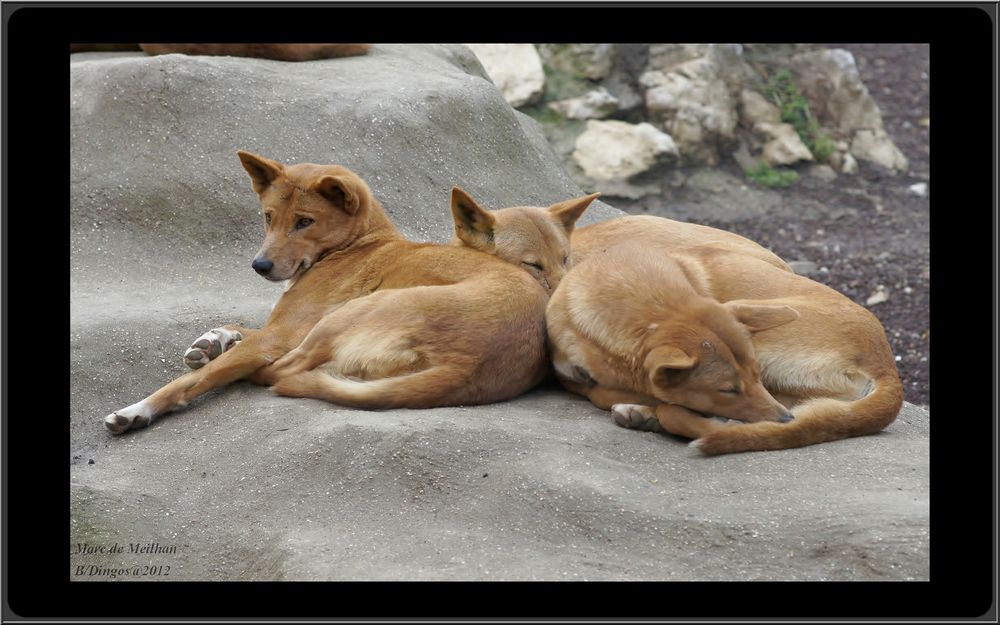 Chiens sauvages Dingos