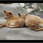 Chiens sauvages Dingos