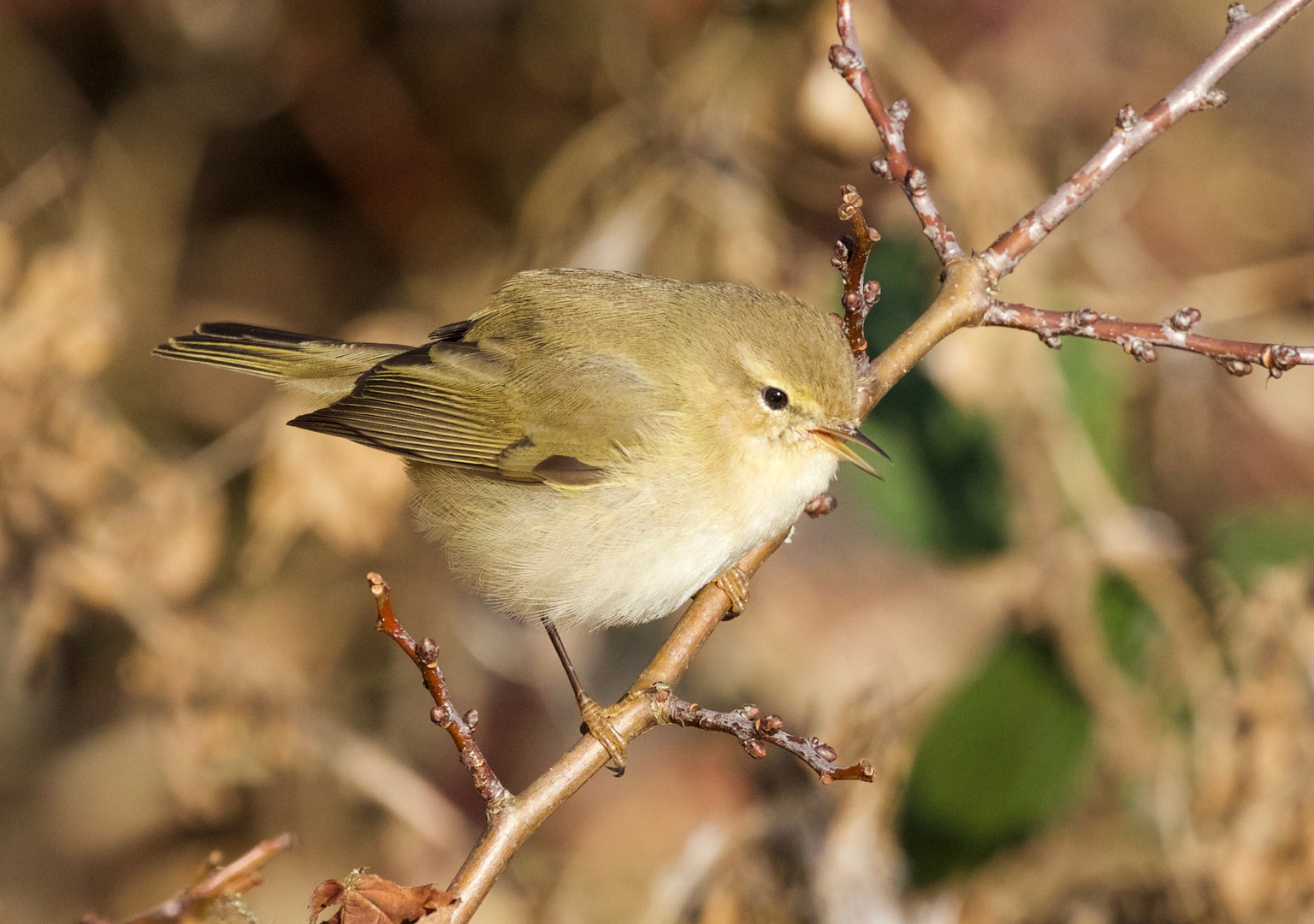 Chiffchaff