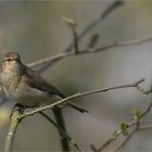 Chiffchaff in april ..