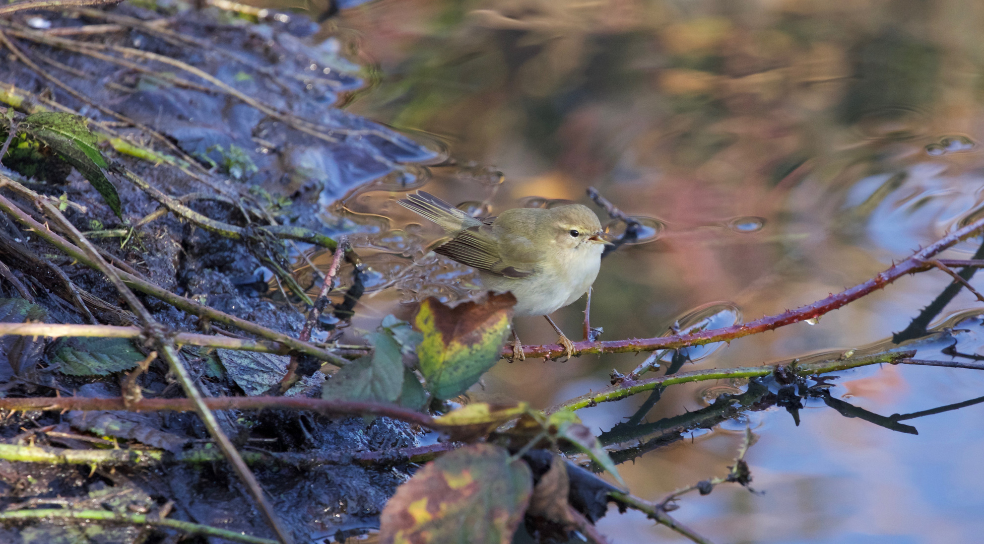 Chiffchaff near stream