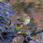 Chiffchaff near stream