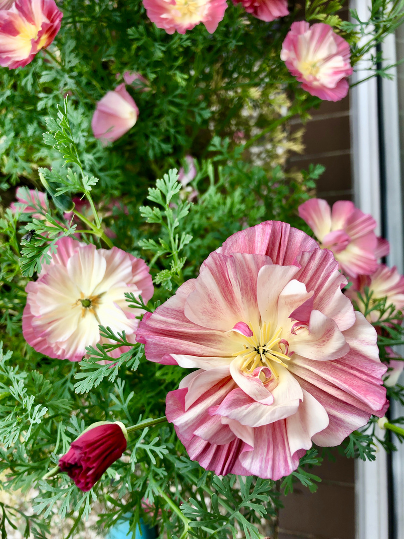 Chiffon-Mohn