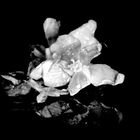 Chiffonnade de fleurs en noir et blanc