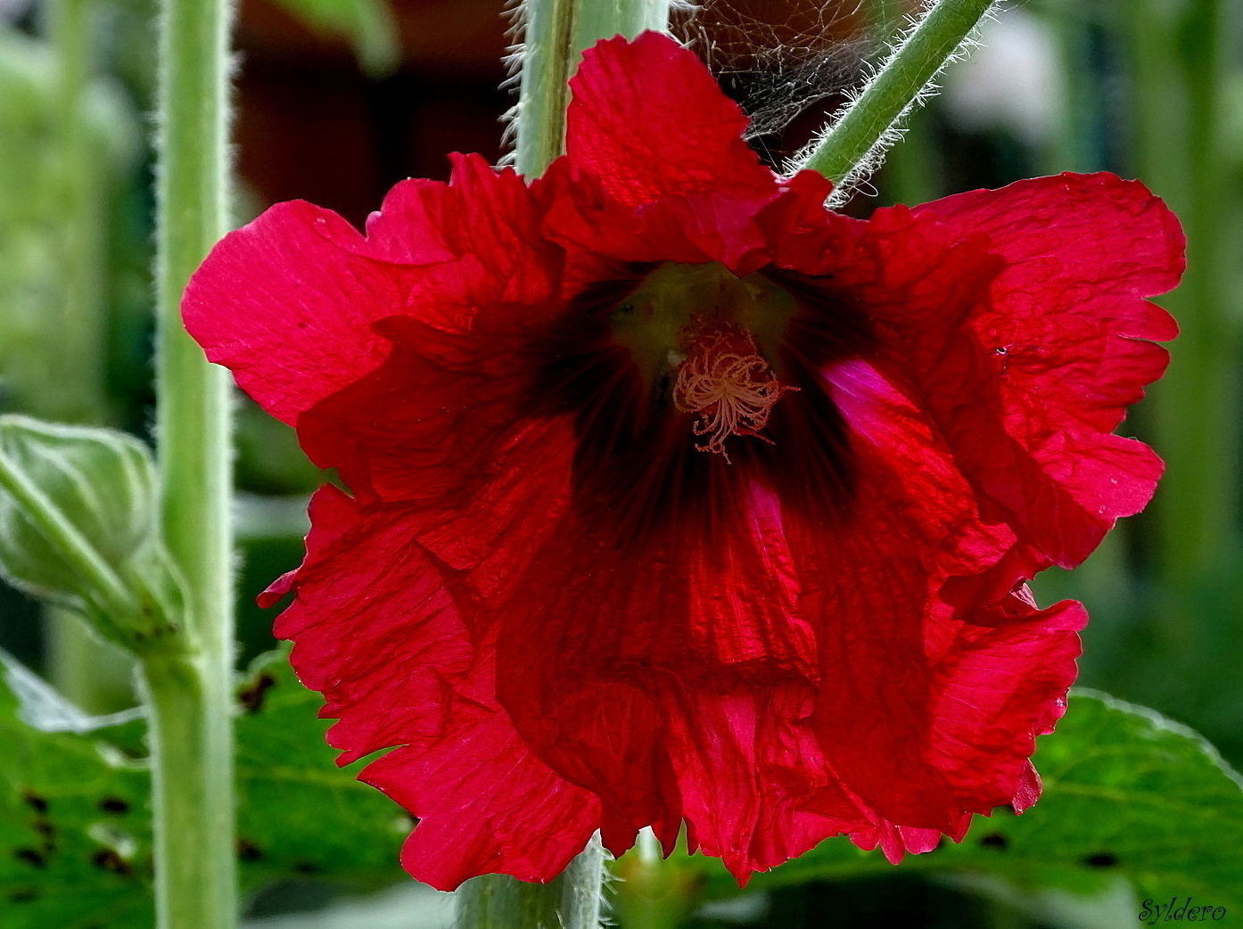 Chiffonnette rouge