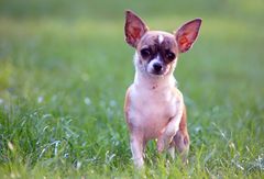 Chihuahua