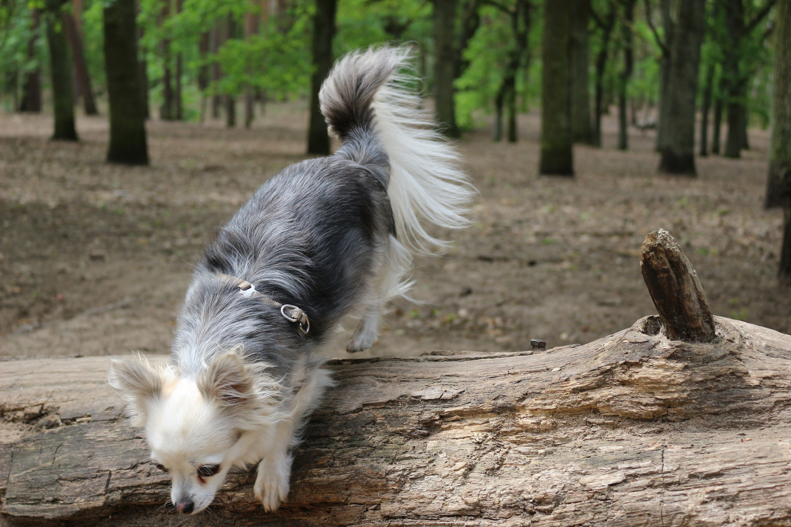 Chihuahua auf der Flucht