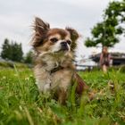 Chihuahua auf der Wiese