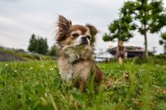 Chihuahua auf der Wiese