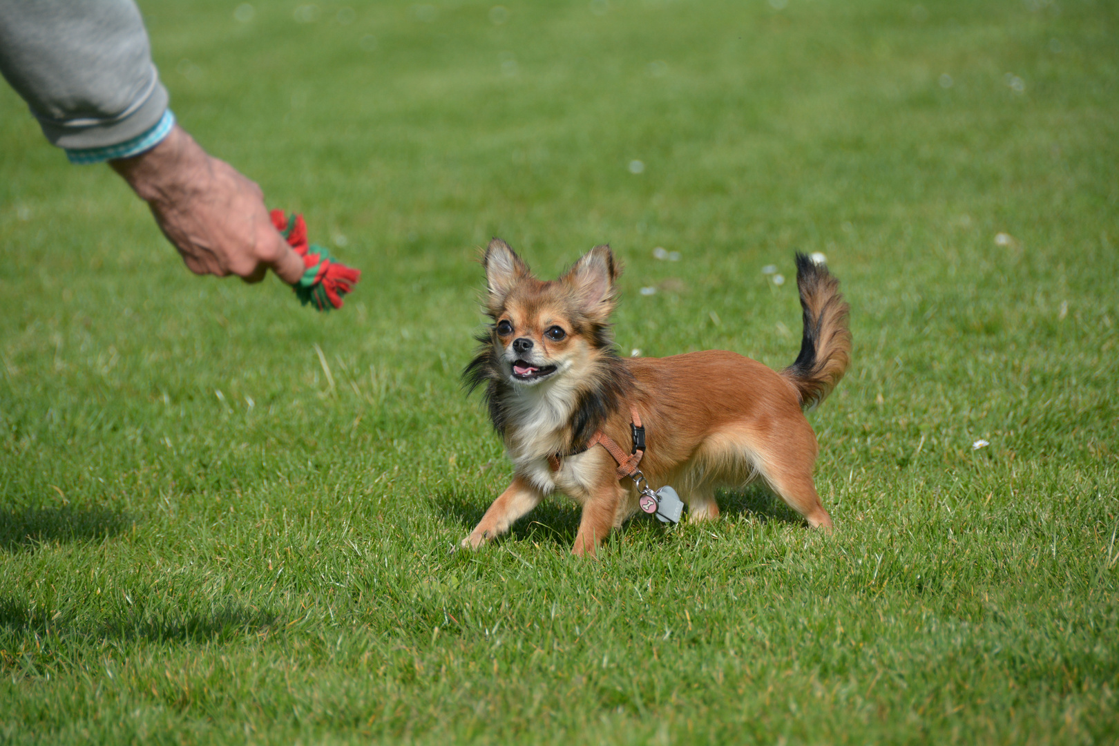 Chihuahua - Aufmerksamkeit