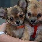 Chihuahua: Brüderchen und Schwesterchen