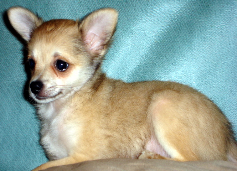 Chihuahua