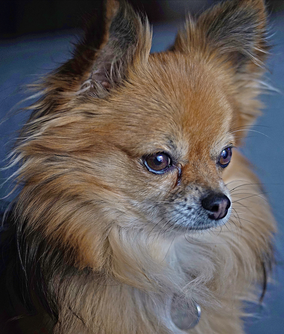 Chihuahua con Medalla