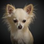 Chihuahua-Dame