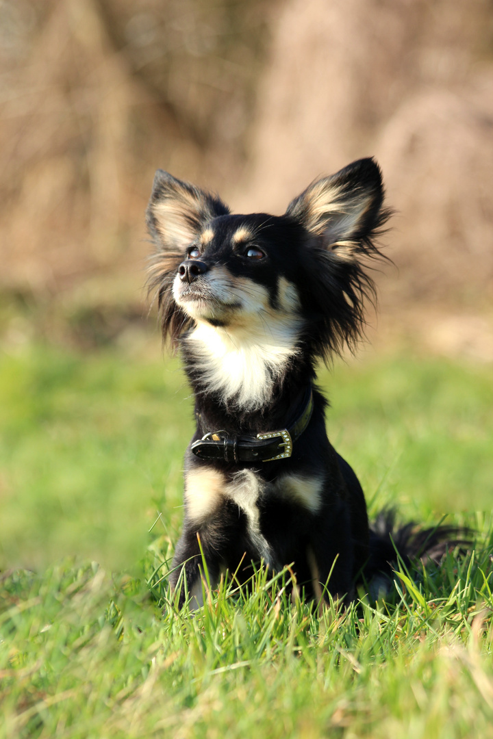 Chihuahua Dame Lilly